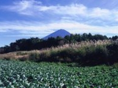 鳴沢村高原野菜狩りの写真1