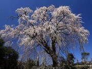 ���Ԃ̃C�g�U�N���̎ʐ^1