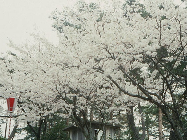 ��̒J�����̍��̎ʐ^1