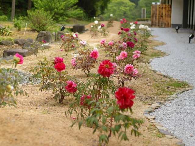 �뉀�ɍ炭�{�^���i5���j_���M���̓��������