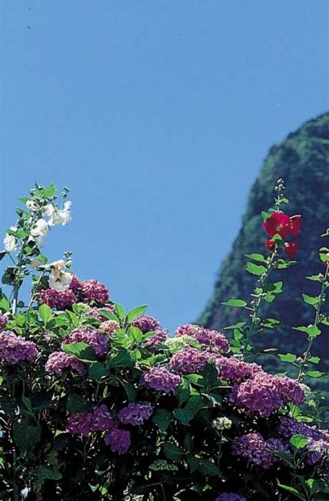 サン・ビレッジ曽爾の紫陽花