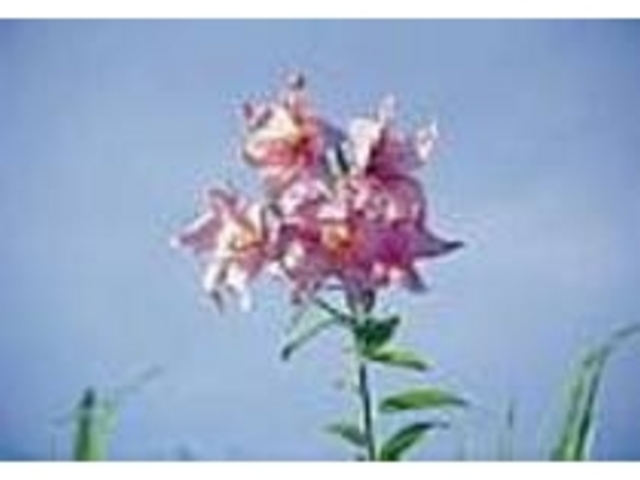 �����ƂȂ�V�[�Y���ɂ̓J�����}���ɂ��l�C_�Ђ߂����Q���n