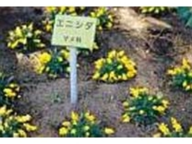 �Ó�Ō�����A���������������Ă���_�C�l���R���ԉ�