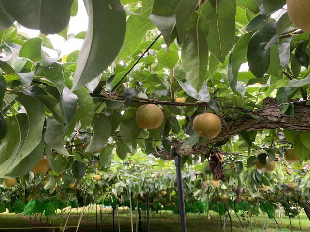 �܂邦�ό��ʎ���