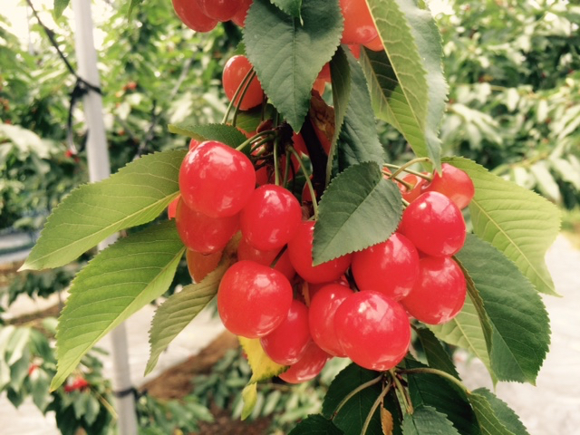 �܂邦�ό��ʎ���