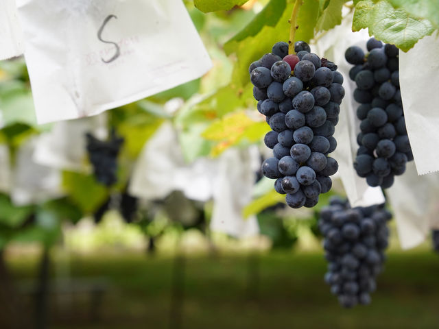 �܂邦�ό��ʎ���