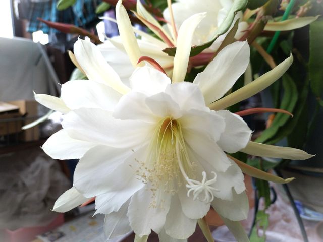�C�V�����R�H�[�̎ʐ^1