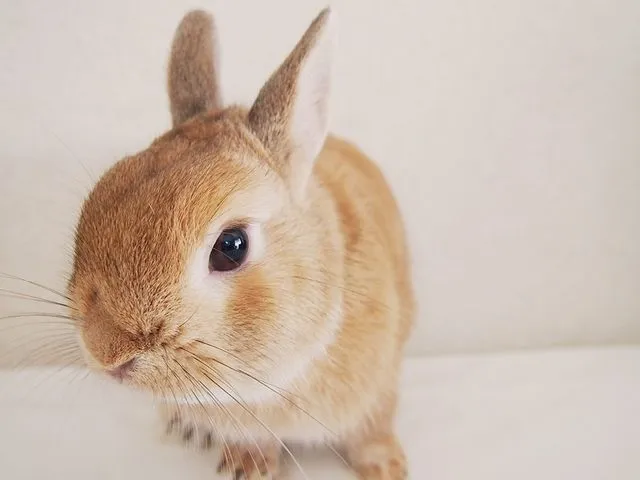 うさぎに出会えるカフェ・ミニヨン