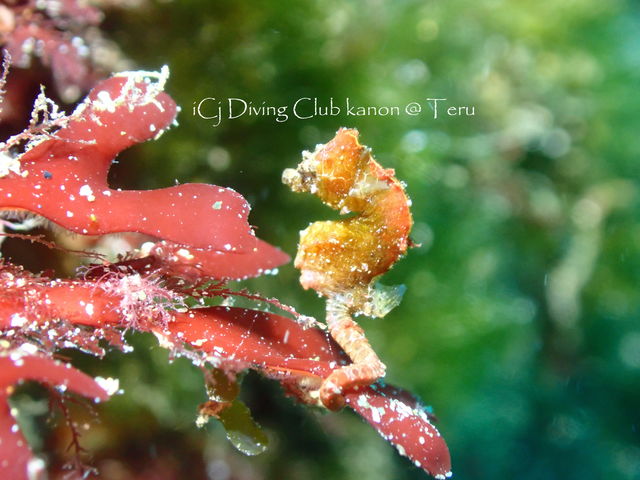 �_�C�r���O�N���u�C��