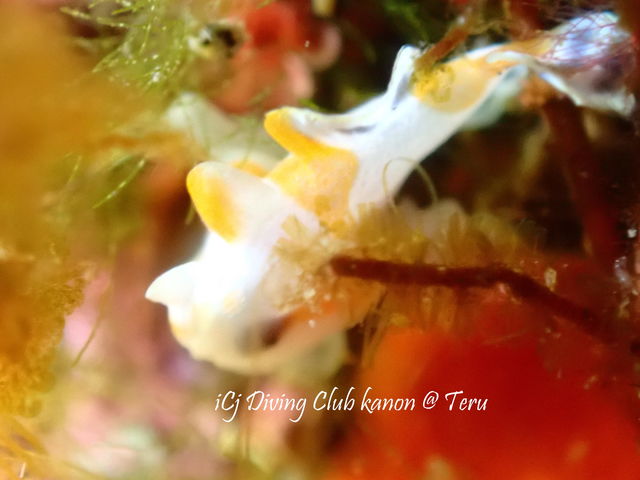 �_�C�r���O�N���u�C��