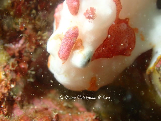 �_�C�r���O�N���u�C��