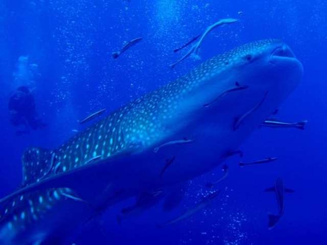 �_�C�r���O�N���u�C��