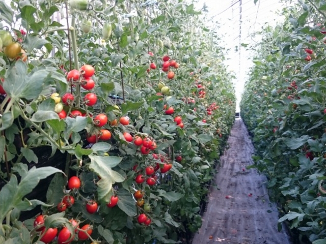 �X�J�C�t�@�[��