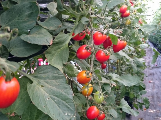 �X�J�C�t�@�[��