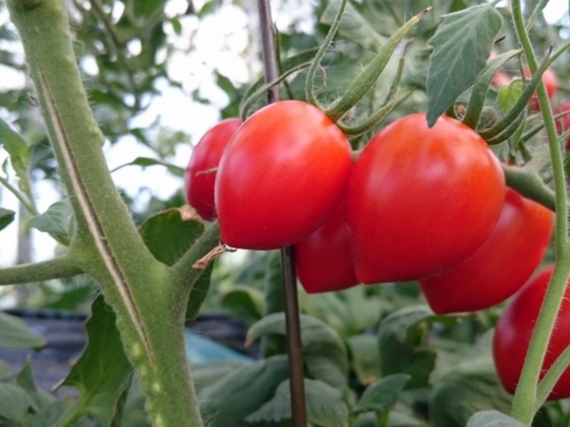 �X�J�C�t�@�[��