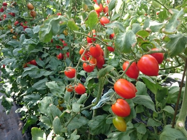 �X�J�C�t�@�[��