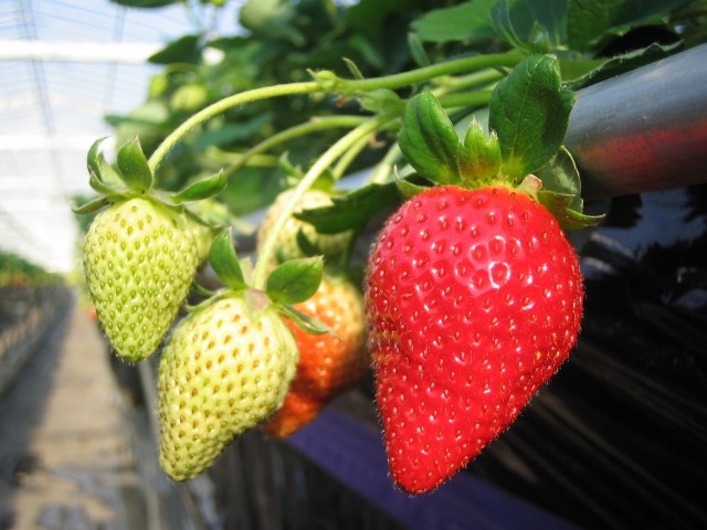 �X�J�C�t�@�[��