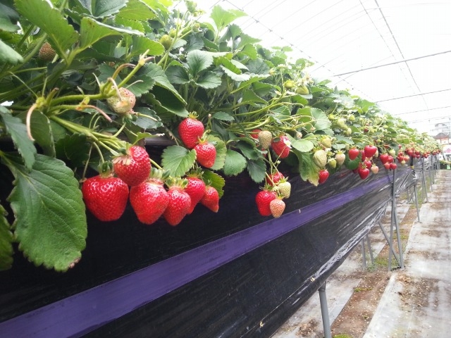 �X�J�C�t�@�[��