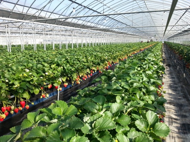 �X�J�C�t�@�[��