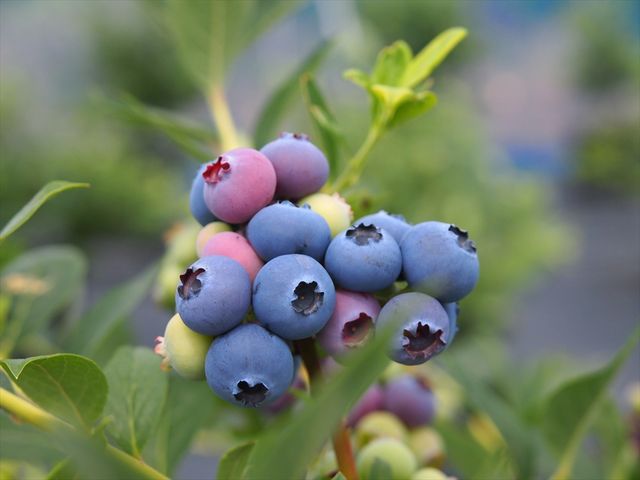 Sakura�@Berry�f���@Garden�i������x���[�Y�K�[�f���j