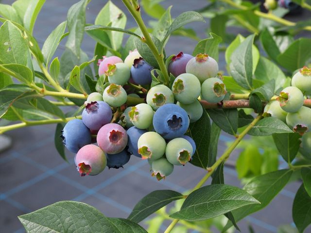 Sakura�@Berry�f���@Garden�i������x���[�Y�K�[�f���j