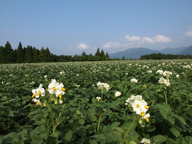 Sakura�@Berry�f���@Garden�i������x���[�Y�K�[�f���j