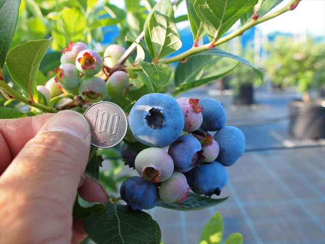 Sakura�@Berry�f���@Garden�i������x���[�Y�K�[�f���j