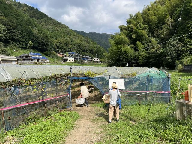 �厩�R�̒��̂Ԃǂ����I_�^�y��