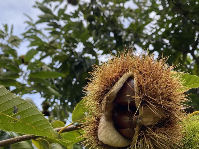 ������������Ă܂�🌰_�^�y��