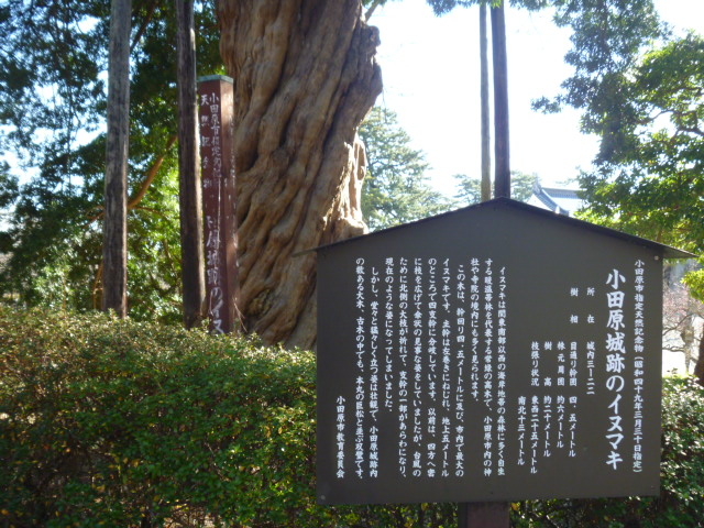 ���c����Ղ̃C�k�}�L