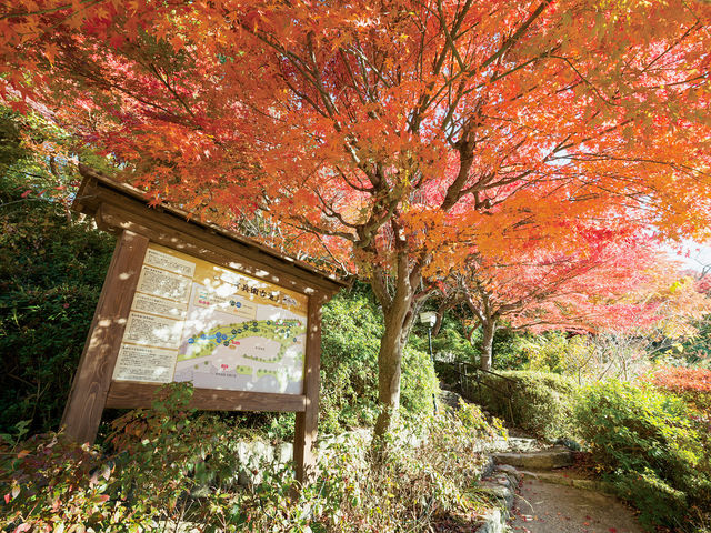 �����q�Ó�_�L�n���� ���}�̓�