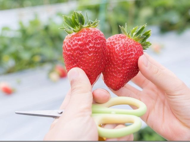 �ԗ��R�t�@�[��