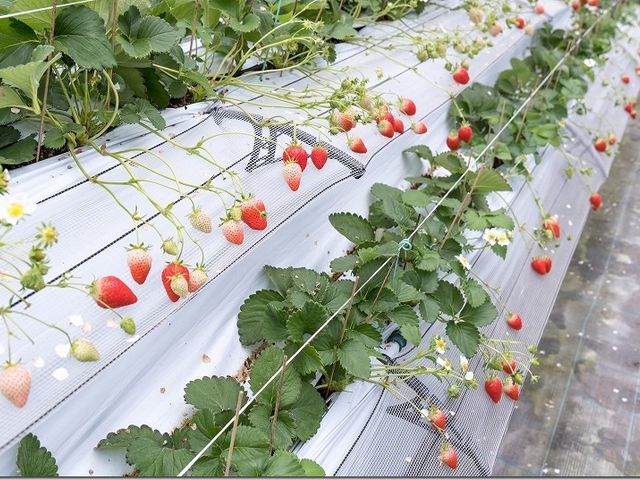 �ԗ��R�t�@�[��