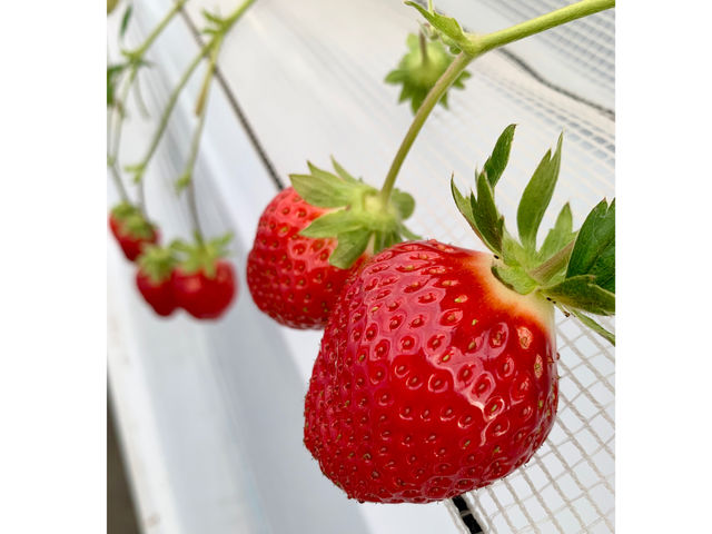 �ԗ��R�t�@�[��