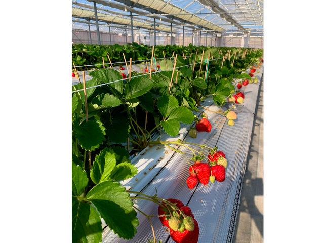 �ԗ��R�t�@�[��