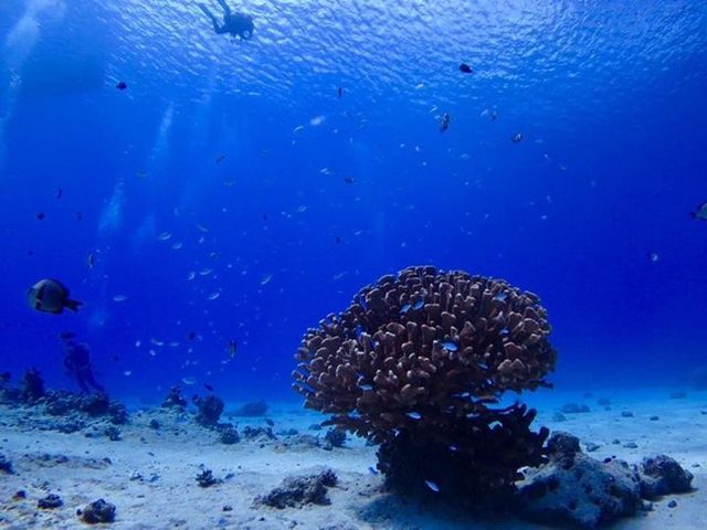 �_�C�r���O�V���b�vKIAORA