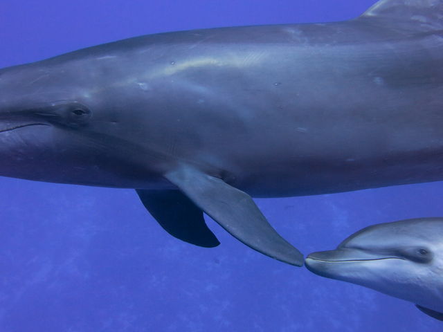 �_�C�r���O�V���b�vKIAORA