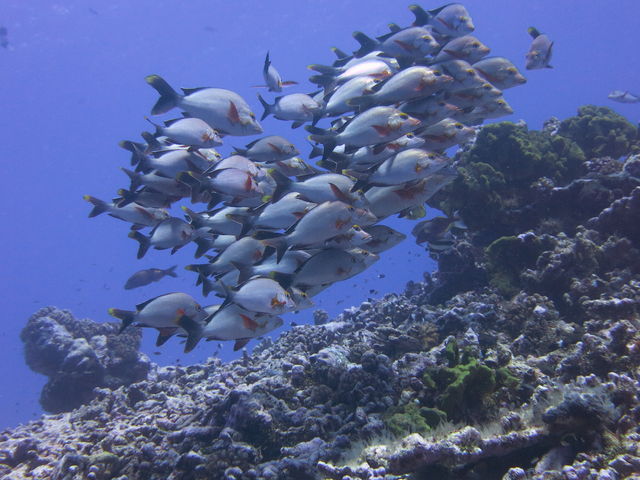 �_�C�r���O�V���b�vKIAORA