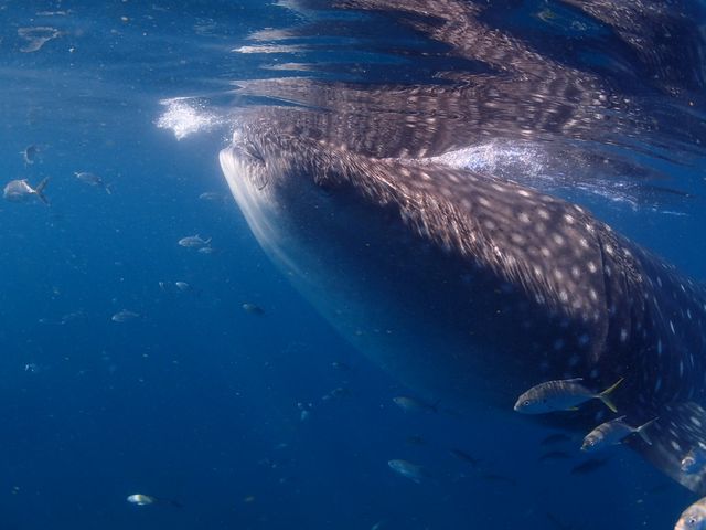 �_�C�r���O�V���b�vKIAORA