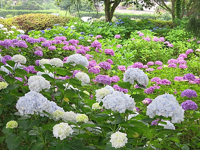 �~�n���̒뉀�ŗl�X�ȐA�����y���ނ��Ƃ��o���܂��B_�����Ɩ����̏h�@�~��