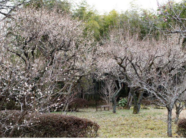 2�`3�����{�뉀�̔~�������ł��B_�����Ɩ����̏h�@�~��