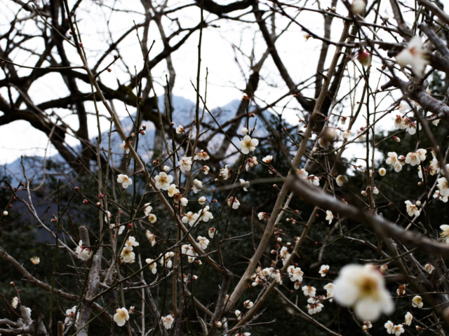 ���H���E����̌�́A�뉀�Ŏl�G�܁X�̉ԁX�����y���݂��������B_�����Ɩ����̏h�@�~��