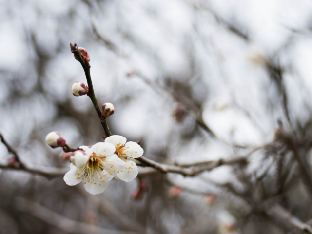 �R�z�x��]�ޒ뉀�ŁA���ɍ炭�Ԃɖ�����܂��B_�����Ɩ����̏h�@�~��