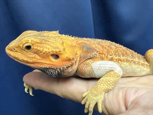 �l�C�̃t�g�A�S�q�Q�g�J�Q_�ӂ��낤+�͒��ނƂӂꂠ����J�t�F �J���g���[�I�E���Ղ炷