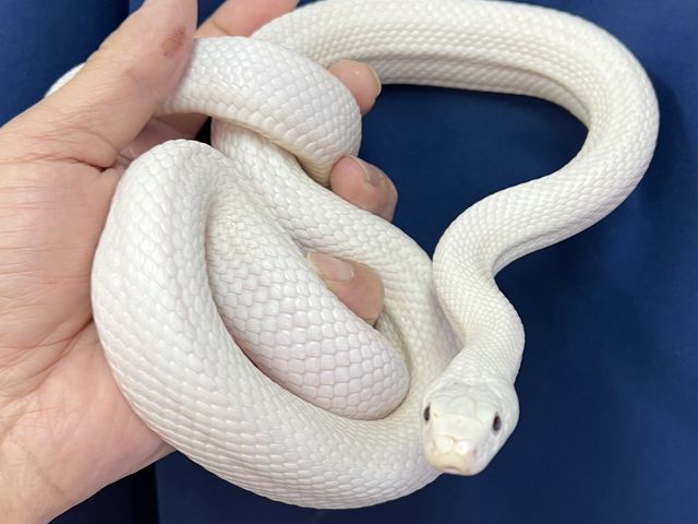 �K�^���ĂԔ��w�r_�ӂ��낤+�͒��ނƂӂꂠ����J�t�F �J���g���[�I�E���Ղ炷