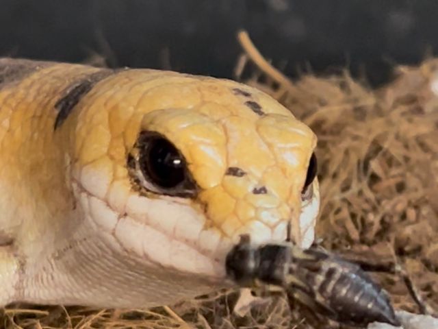 �h�L�h�L�̉a���̌�_�ӂ��낤+�͒��ނƂӂꂠ����J�t�F �J���g���[�I�E���Ղ炷