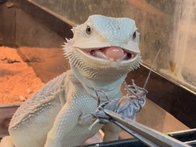 �t�g�A�S�q�Q�g�J�Q�ɉa���̌�_�ӂ��낤+�͒��ނƂӂꂠ����J�t�F �J���g���[�I�E���Ղ炷