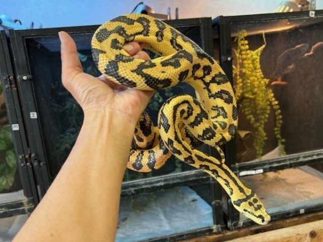 ���`���J�[�y�b�g�p�C�\��_�ӂ��낤+�͒��ނƂӂꂠ����J�t�F �J���g���[�I�E���Ղ炷