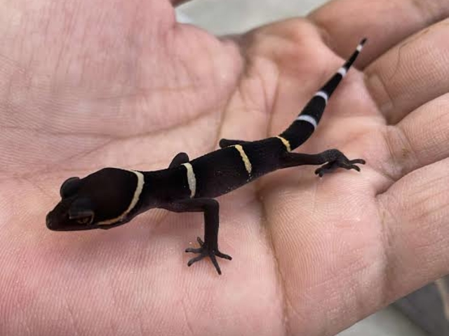 �n�C�i���g�J�Q���h�L�̐Ԃ����_�ӂ��낤+�͒��ނƂӂꂠ����J�t�F �J���g���[�I�E���Ղ炷