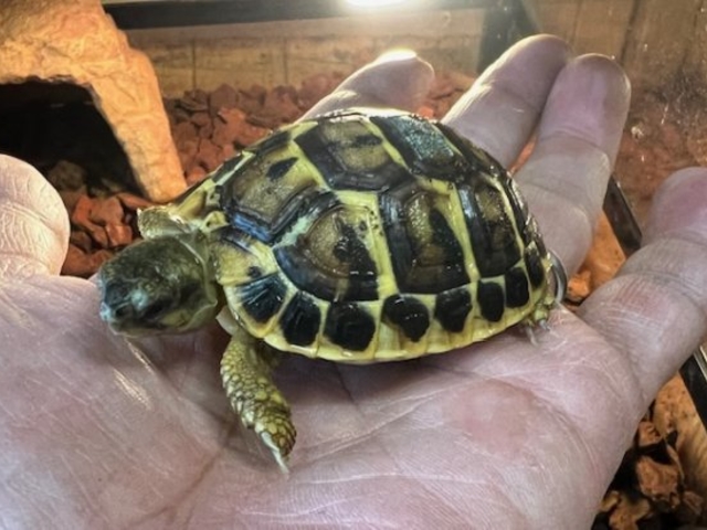 ���N�K���������ς���_�ӂ��낤+�͒��ނƂӂꂠ����J�t�F �J���g���[�I�E���Ղ炷